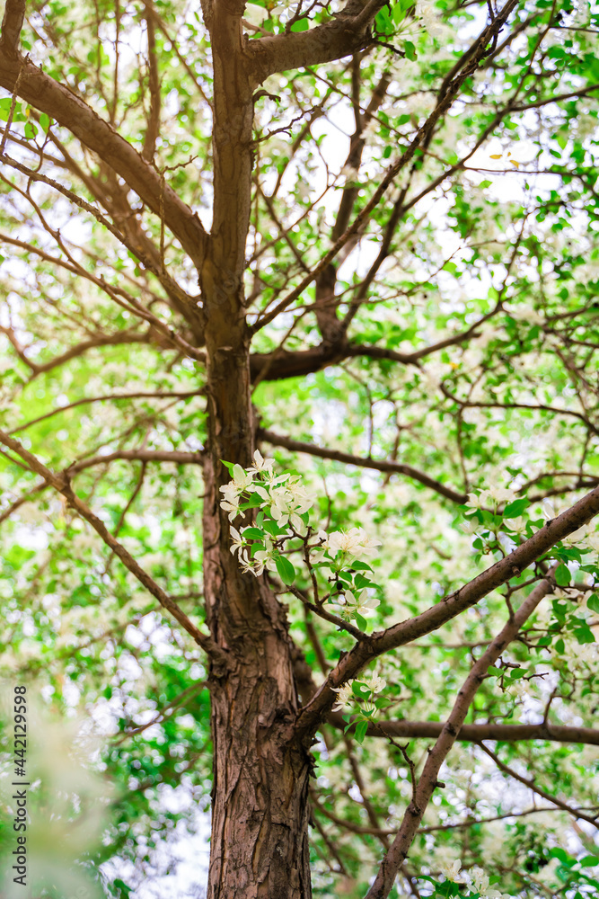 White flowers of a blooming apple tree, a beautiful natural background White flowers of a blooming apple tree, a beautiful natural background
