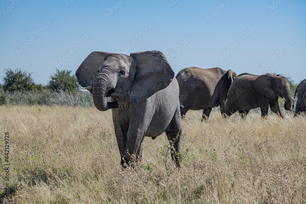Fototapeta premium Elephant Africa