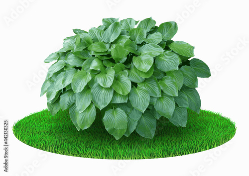 Green decorative realistic bush on the flower bed