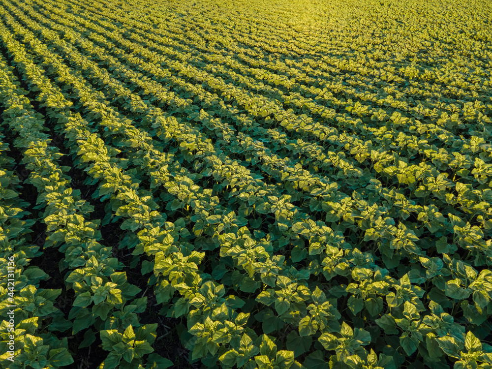 Young sunflower in the field beautiful at sunset. Aerial over even young rows of sunflowers. Agricultural field Cultivated Young sunflower in the field beautiful at sunset. Aerial over even young rows of sunflowers. Agricultural field Cultivated