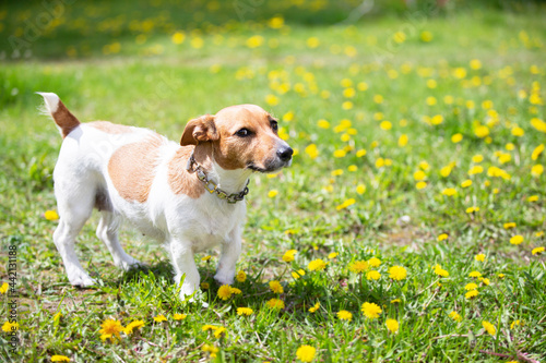 Jack Russell dog stands on the green grass.