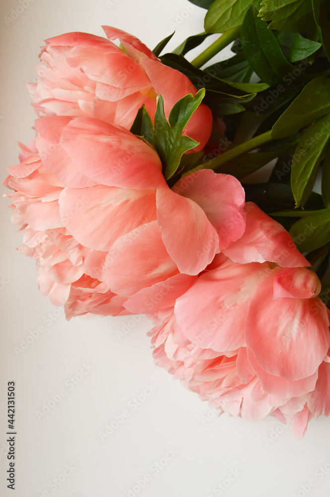 Lush, delicate flowers. Pink peony. background for decoration for holidays, women's day.