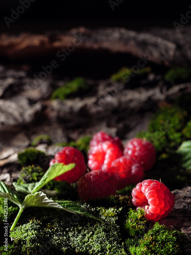 Raspberries lie on moss and bark. Forest landscape, natural berries. Copy space.