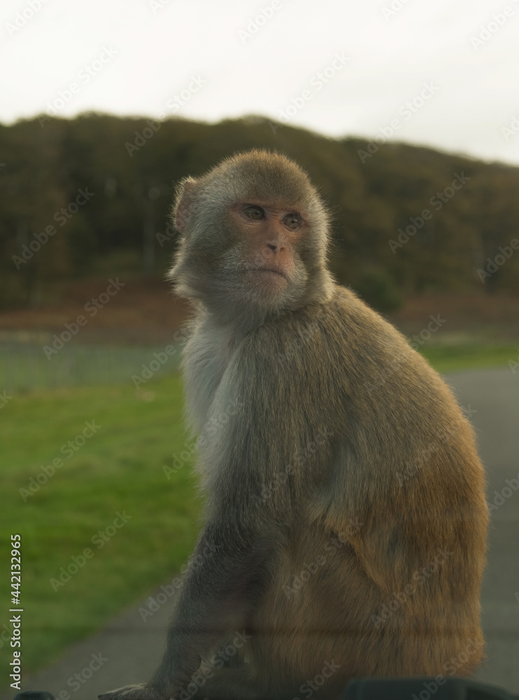 Obraz premium ready monkey