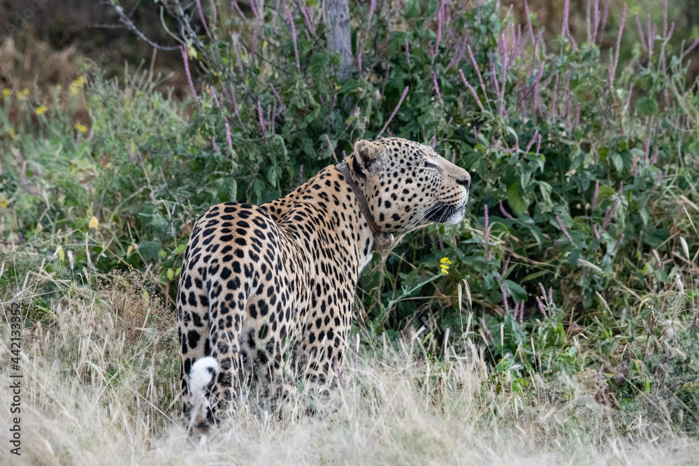 Leopard Africa Leopard Africa