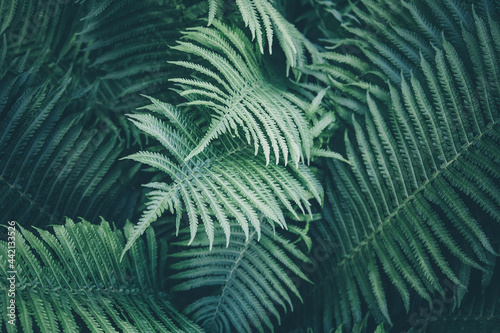 Dark green fern texture background looks like cosmic jungle. Soft focus to unusual vibrant deep emerald color exotic plants. Abstract tropical backdrop of rainforest foliage textures for creative use