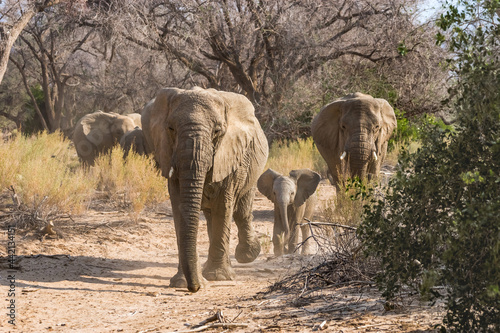 Photography A family of desert elephants running in drought forest in dry season