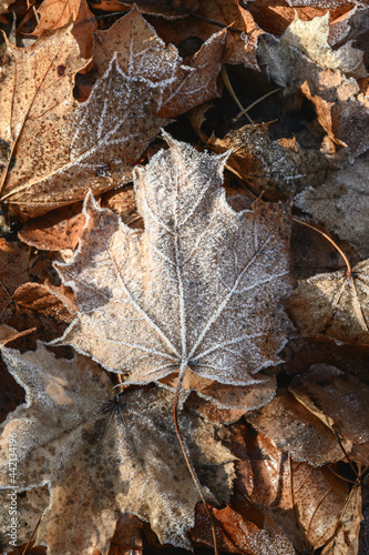 Frozen Maple Leaf On The Ground. Autumn leaves covered with frost - textured background