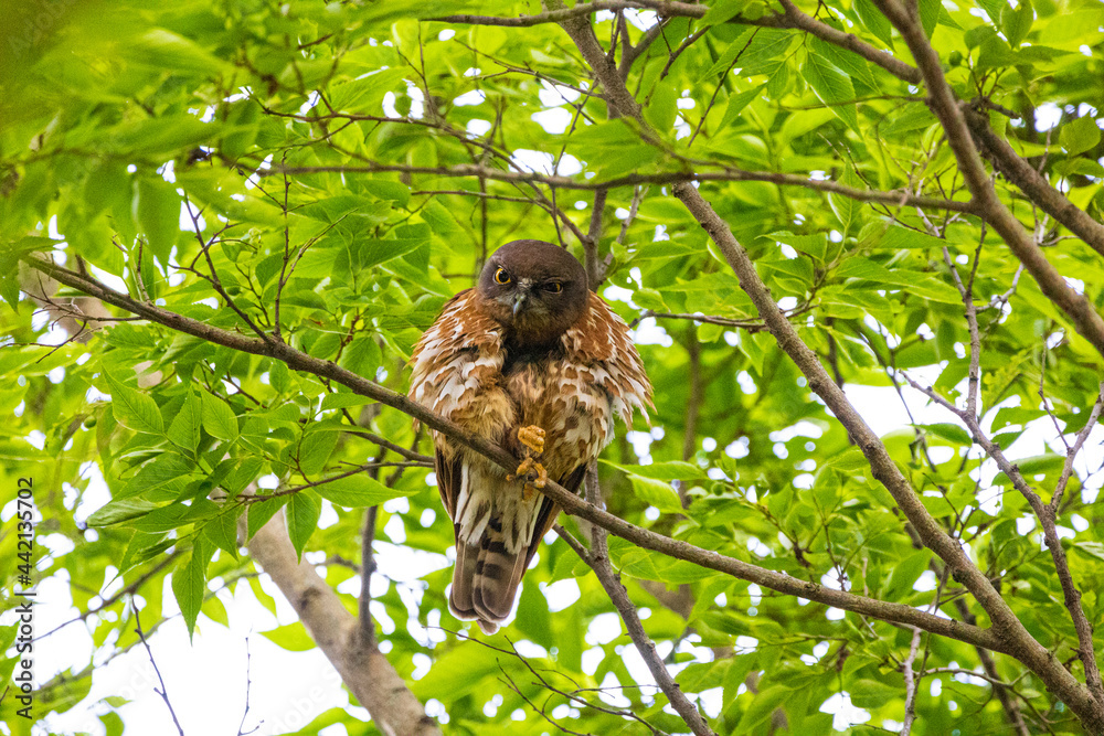 寝起きで機嫌の悪いアオバズク