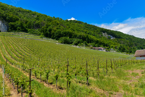 Weinberg in Twann-Wingreis im Kanton Bern 