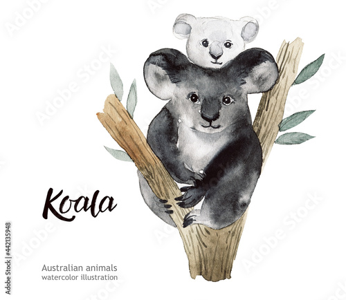 Photography Australian animals watercolor illustration hand drawn wildlife isolated on a white background