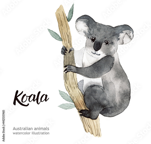 Photography Australian animals watercolor illustration hand drawn wildlife isolated on a white background