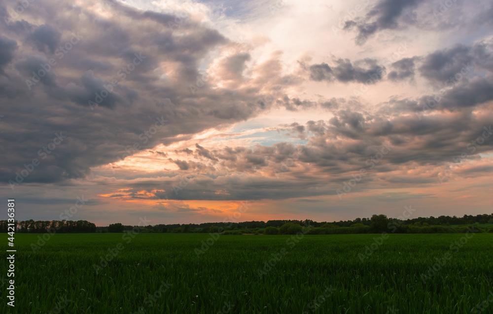 sunset over the field