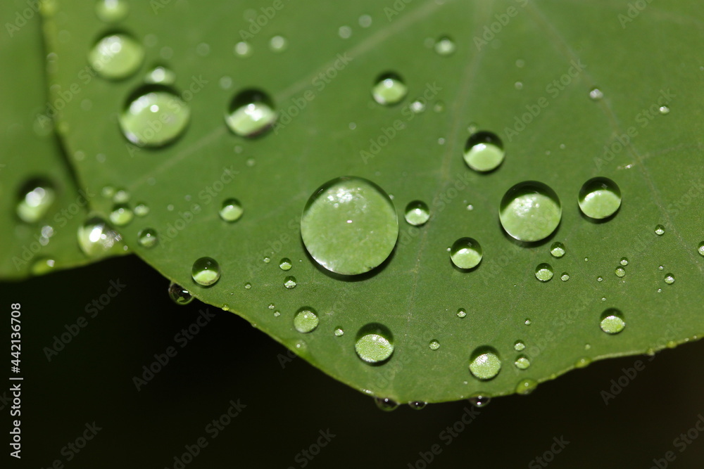 Rain drops on an illuminated Nasturtium leaf. Rain drops on an illuminated Nasturtium leaf.