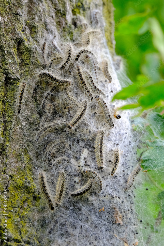 Eichenprozessionsspinner in ihrem Nest an einer Eiche Stock Photo