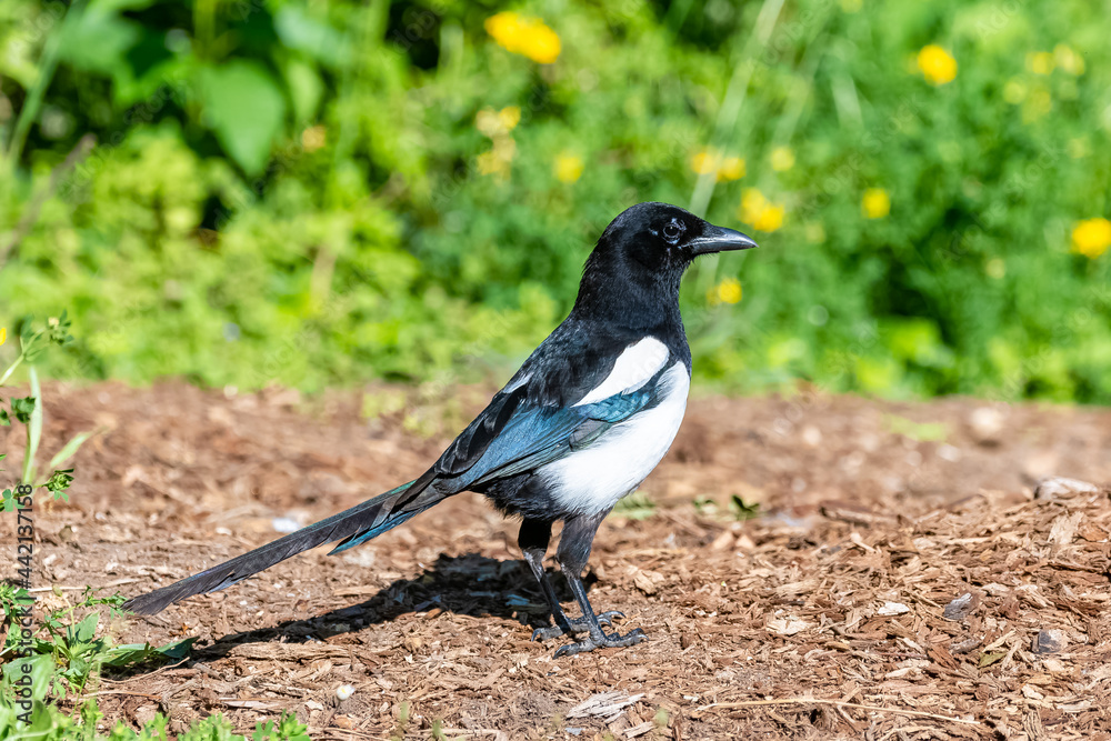 An eurasian Magpie, Pica pica, beautiful bird An eurasian Magpie, Pica pica, beautiful bird