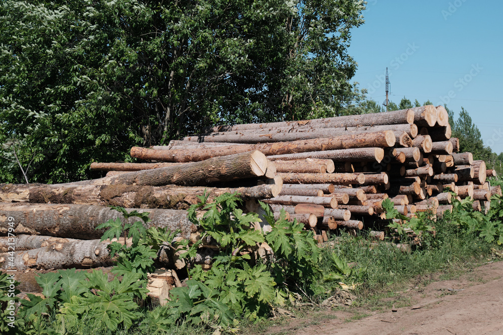 Pine logs. Wood processing industry. Environmental concerns. Sawed trees
