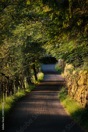 Bog Lane - A Winding Country Lane in the Lake District, Cumbria, UK.