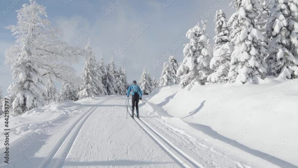 A cross-country skier skies down a trail in a snow-covered winter landscape with trees A cross-country skier skies down a trail in a snow-covered winter landscape with trees