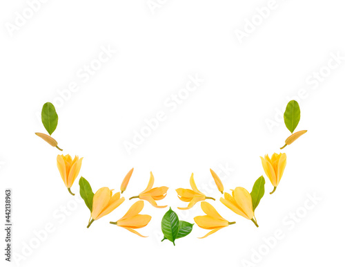 michelia champaca flower on white background