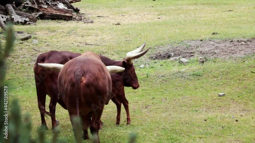 Close up on Watussi in the animal park photo