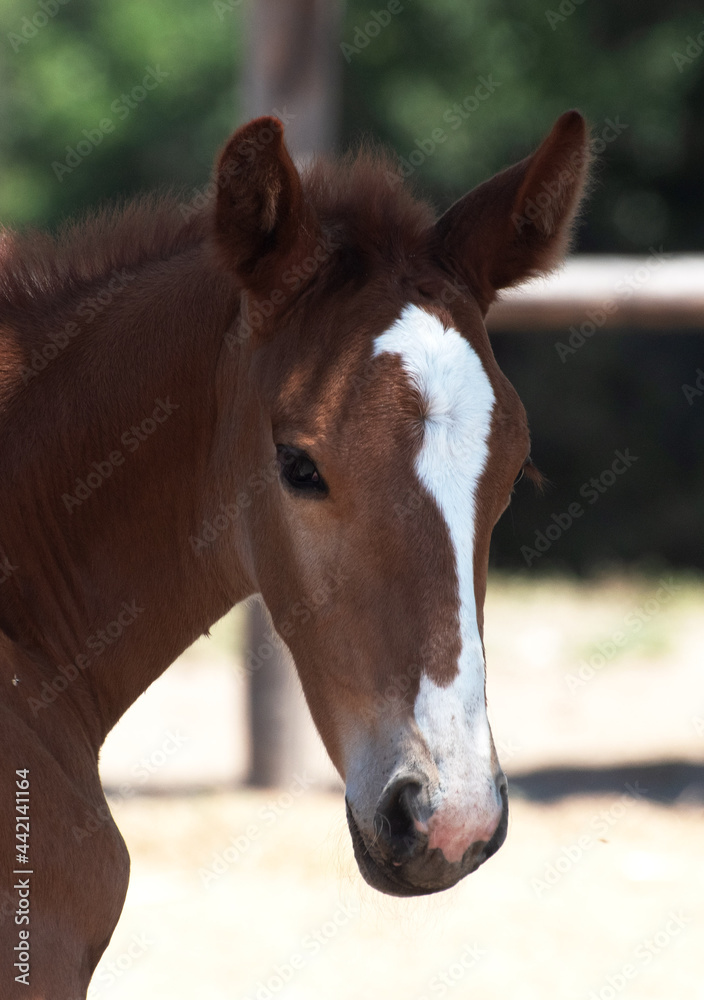 Portrait of a Foal