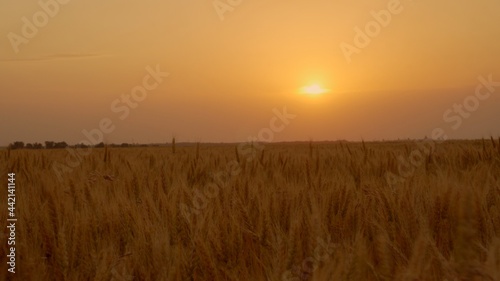 Wheat field in the orange of the setting sun.