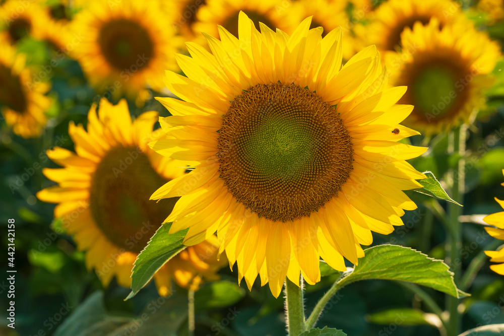Close-up of a beautiful sunflower Close-up of a beautiful sunflower