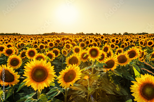 Fototapeta Naklejka Na Ścianę i Meble -  Sunset in sunflowers field