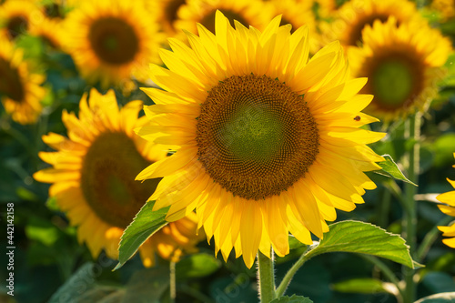 Close-up of a beautiful sunflower