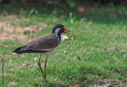 Red-wattled Lapwing  Vanellus Indicus  Jaipur  Rajasthan  India.