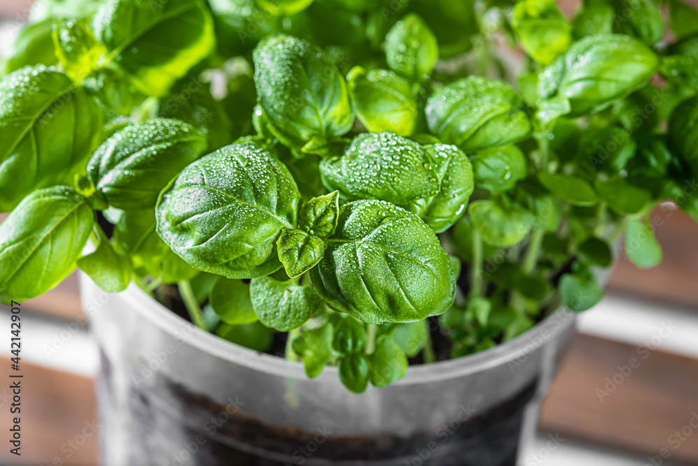 Organic fresh green basil is grown in a pot on the windowsill, home gardening. Growing healthy vitamin greens at home. Aromatic herbs. Organic fresh green basil is grown in a pot on the windowsill, home gardening. Growing healthy vitamin greens at home. Aromatic herbs.
