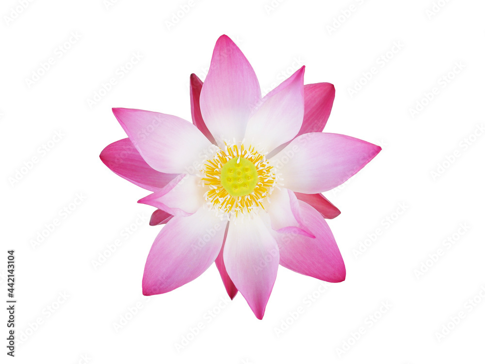 Close up blooming pink waterlily isolated on white background