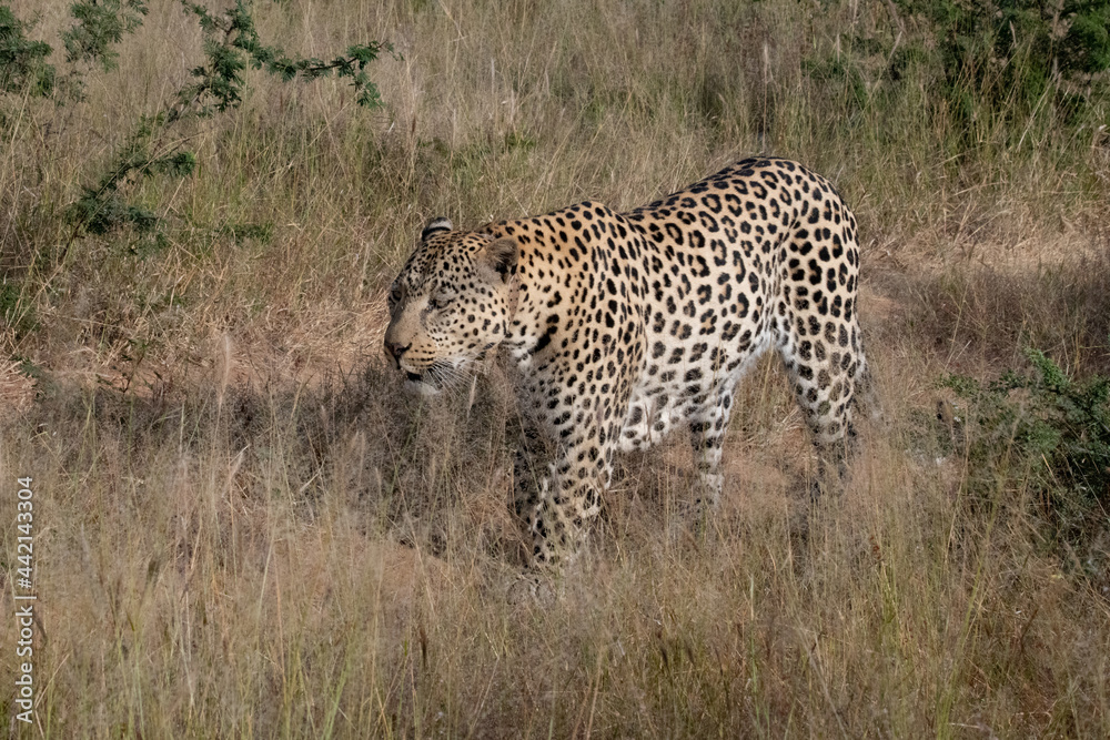 Obraz premium Leopard Africa