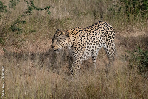 Leopard Africa