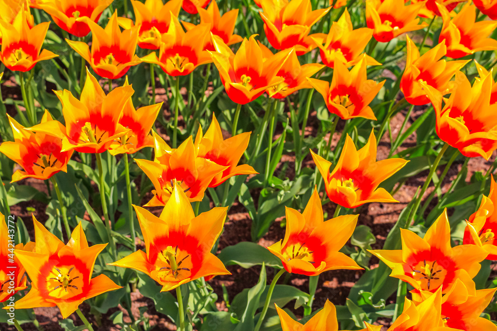 Many colorful tulips daffodils in Keukenhof park Lisse Holland Netherlands.