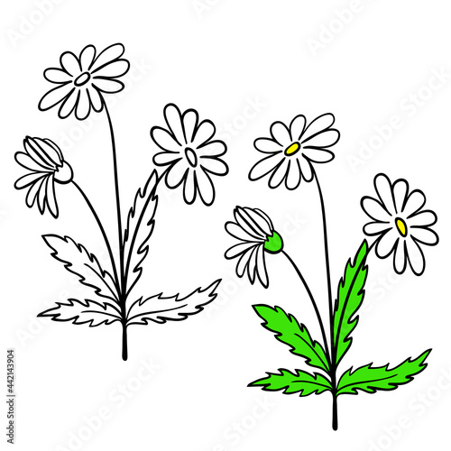 Single daisy flower, plant with stem and leaves on white background. Black outline hand drawn sketch and colored version. Floral vector for coloring book, childrens illustration, screen printing.