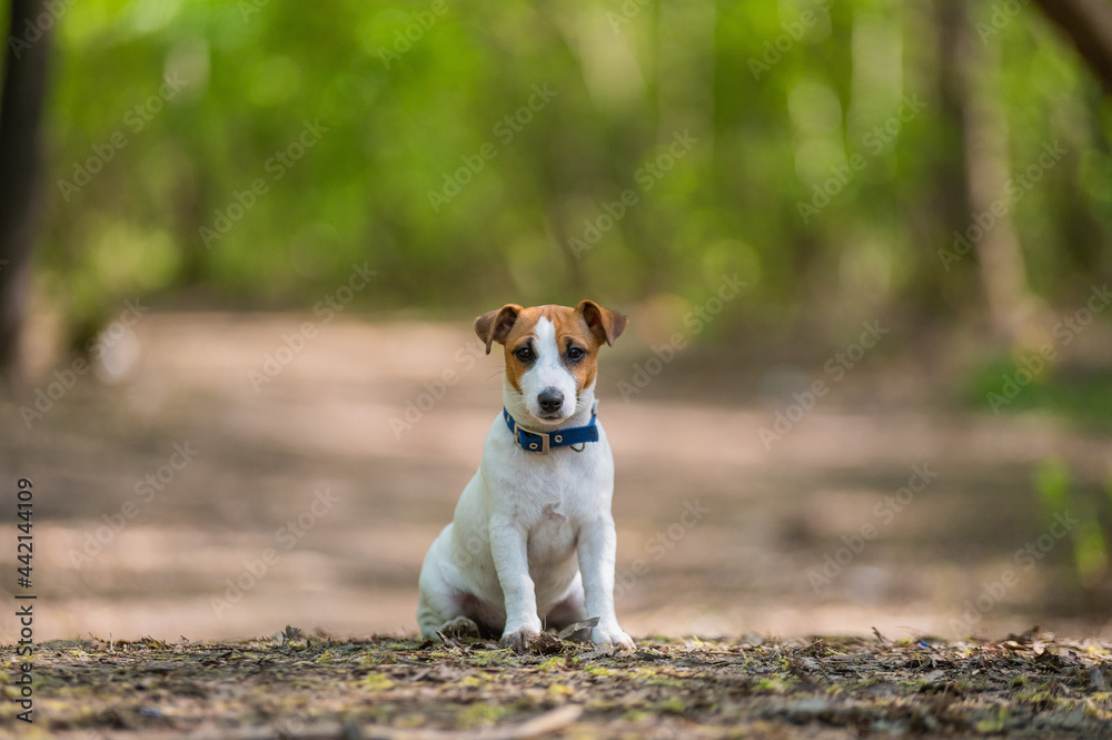 Lost dog jack russell terrier in the forest