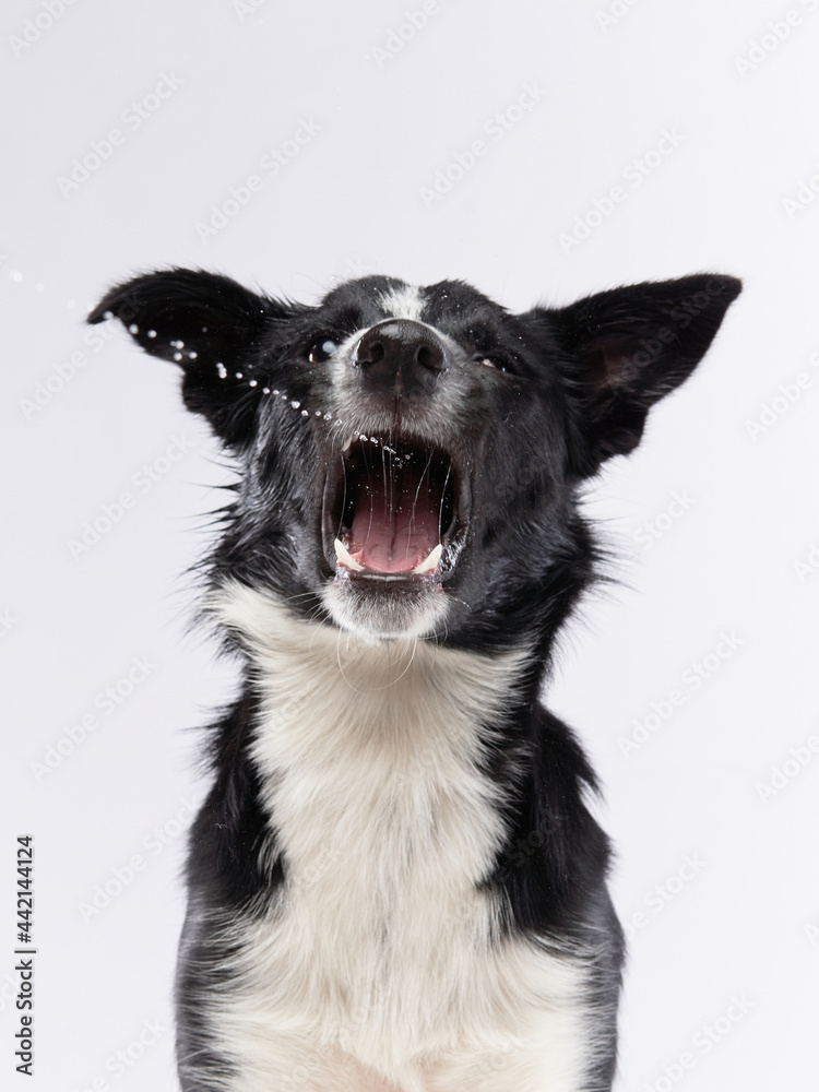 funny crazy dog. smooth-haired black and white Border Collie with curve muzzle funny crazy dog. smooth-haired black and white Border Collie with curve muzzle