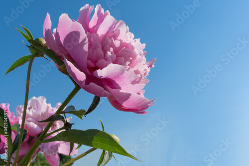 Fototapeta Naklejka Na Ścianę i Meble -  Close-up of a bright pink peony in harsh sunlight against a summer blue cloudless sky. Selective focus.