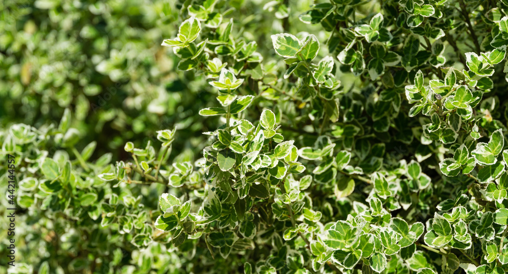 Euonymus fortunei 'Emerald Gaiety' with variegated green and white leaves. Elegant background. Fortune's spindle or winter creeper in Public landscaped city park Krasnodar or 'Galitsky park' Euonymus fortunei 'Emerald Gaiety' with variegated green and white leaves. Elegant background. Fortune's spindle or winter creeper in Public landscaped city park Krasnodar or 'Galitsky park'