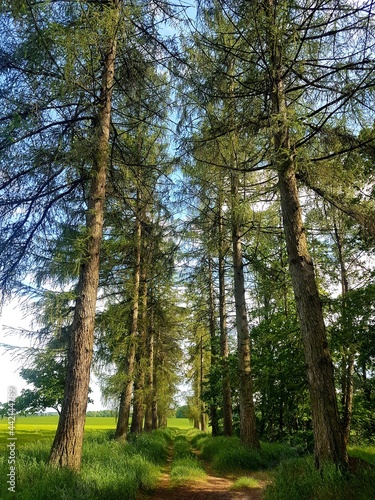 Larch alley in the Tadeusz Reitan estate