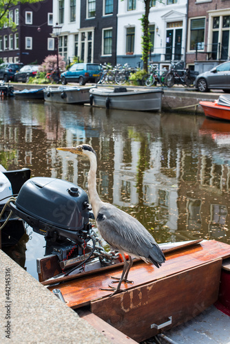Photography grey heron on the boat in Amsterdam