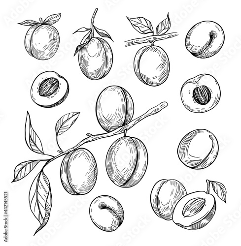 Apricot vector drawing set. Hand drawn fruit, branch and sliced pieces. Sketch style illustration.