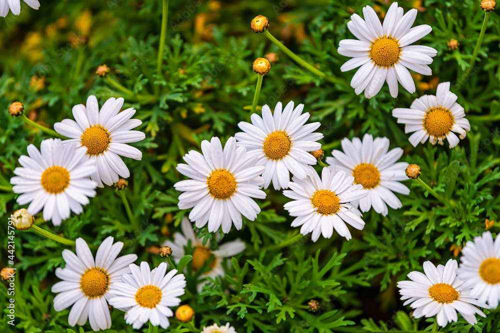 Fototapeta premium Kyoto residential neighborhood in spring with many white and yellow daisy flowers along Takase river canal in April in Japan