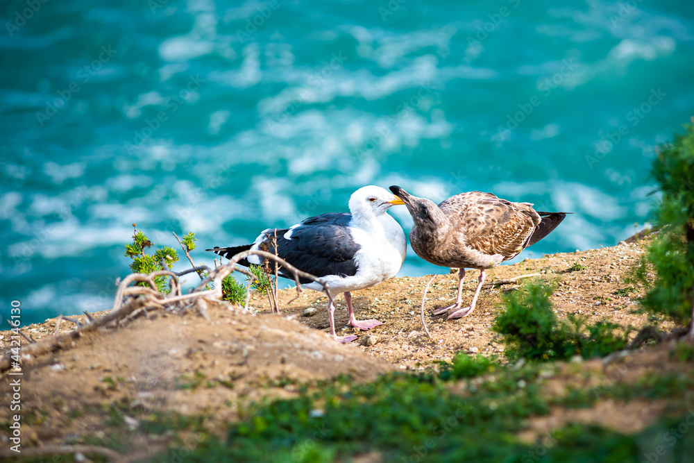 Obraz premium Two different seagulls, white and brown, playing grooming showing affection on a cliff by the ocean in La Jolla cove, San Diego, California