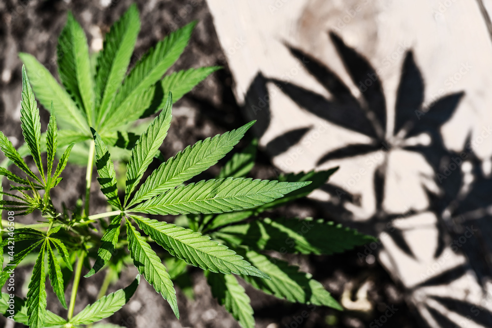 Cannabis plant, brightly lit by the sun, with its own shadow. Cannabis plant, brightly lit by the sun, with its own shadow.