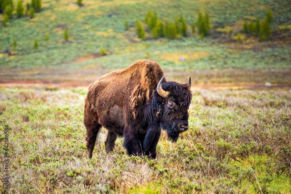 One sad bison looking down grazing in prairie valley field in Yellowstone National Park standing One sad bison looking down grazing in prairie valley field in Yellowstone National Park standing