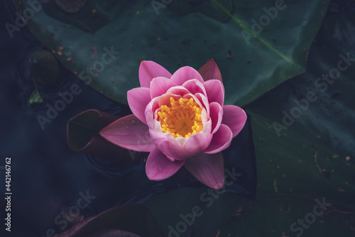 Pink lotus flower or water lily in water top view
