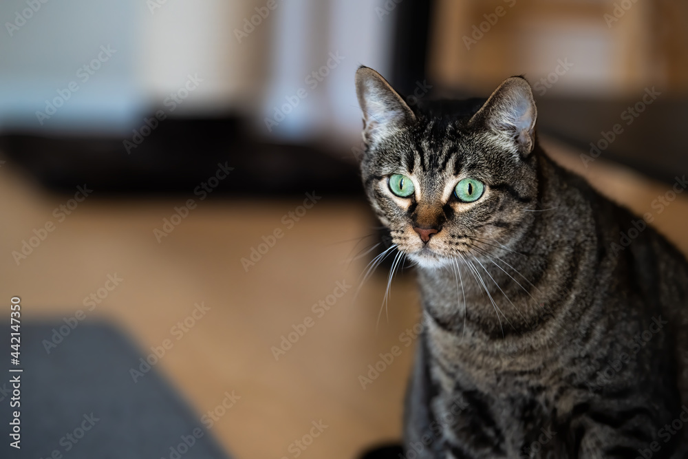 Closeup face portrait of one young tabby cat indoors in house room with beautiful green eyes looking and bokeh